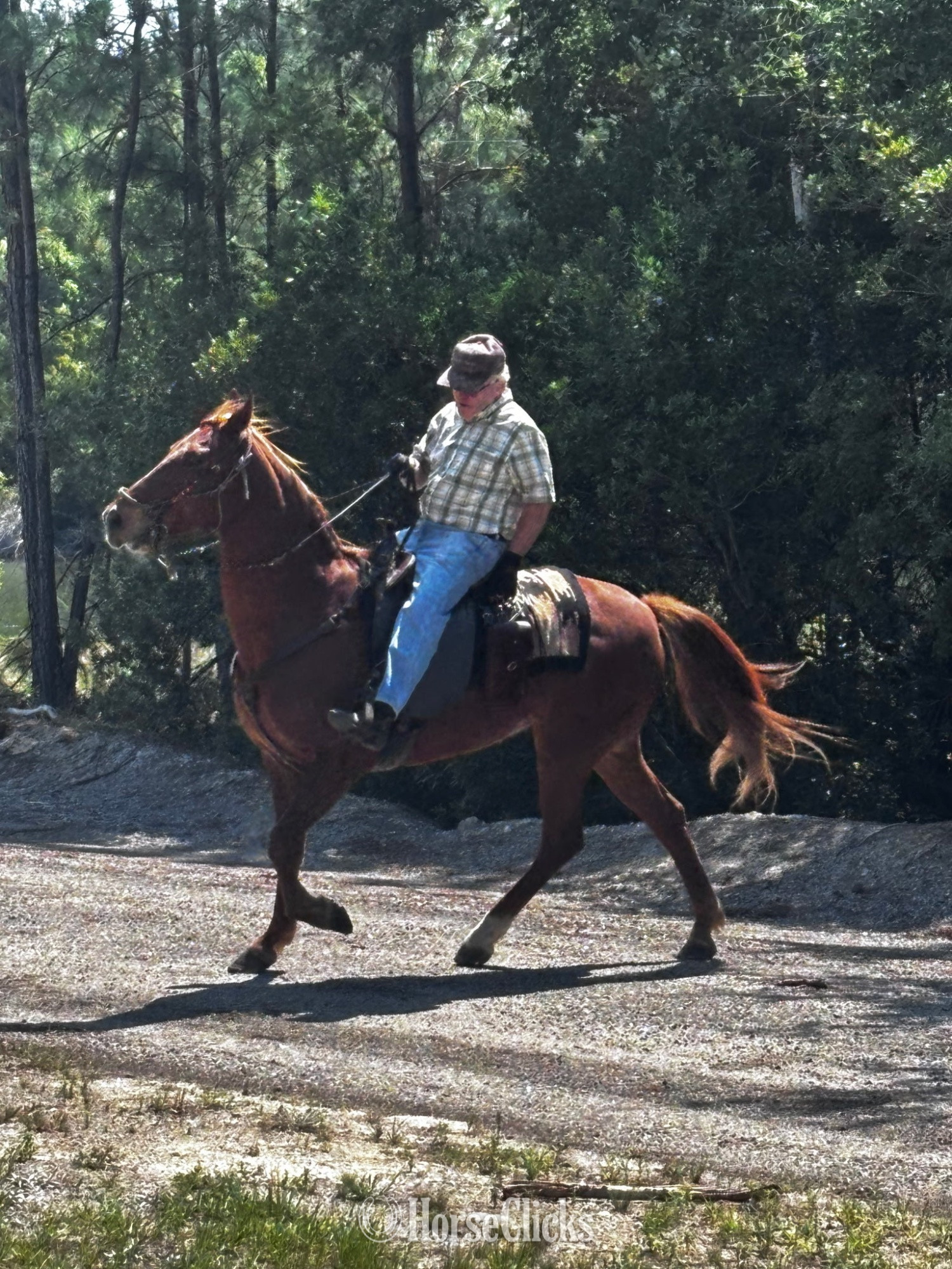 South Carolina "Sorrel" Sorrel Mare Paso Fino