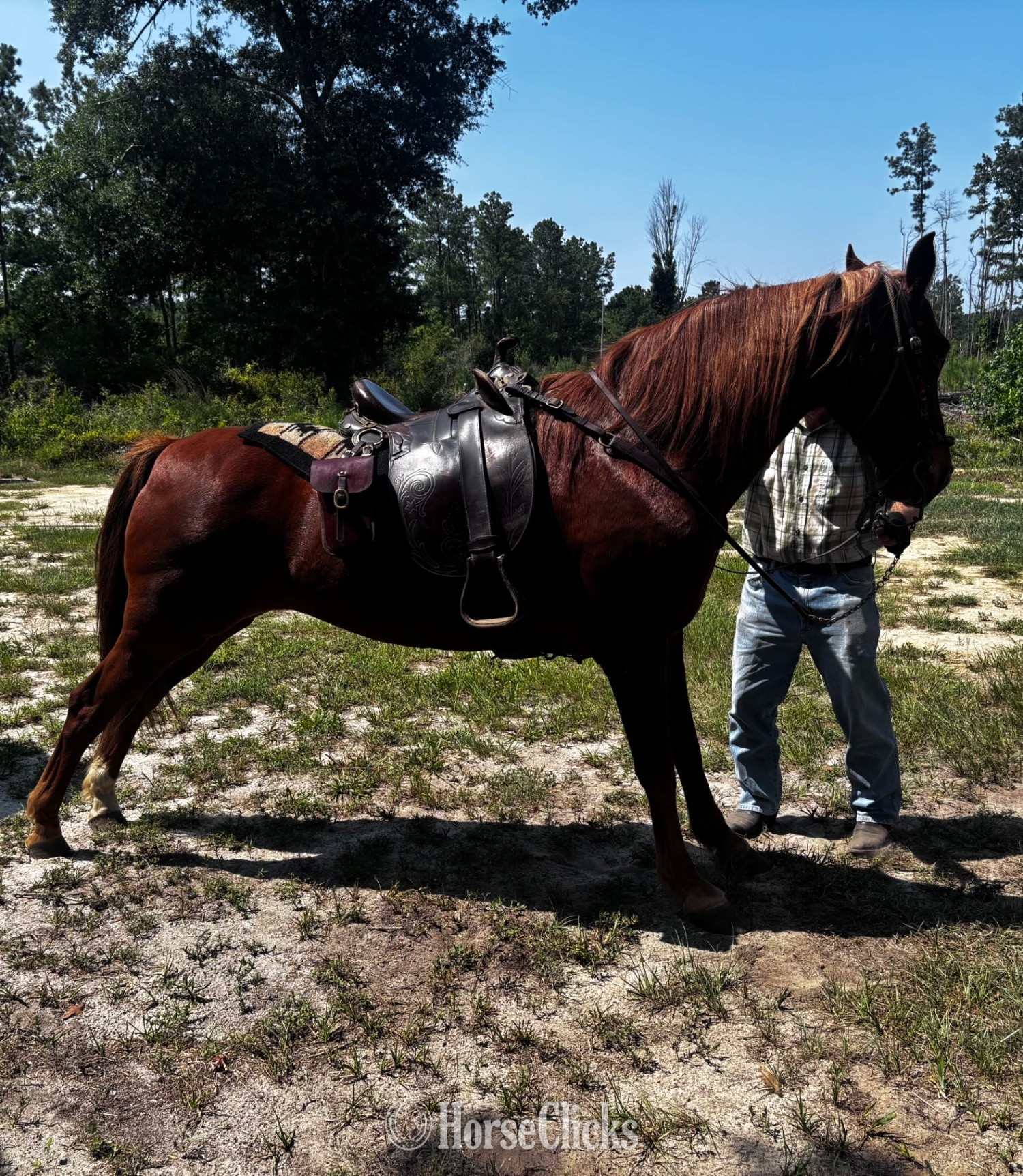 "Sorrel" Sorrel Mare Paso Fino - Paso Fino in South Carolina
