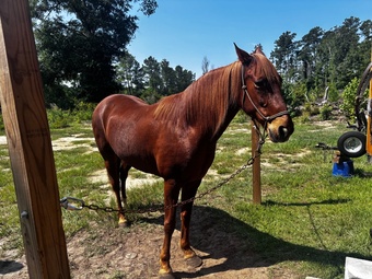 "Sorrel" Sorrel Mare Paso Fino