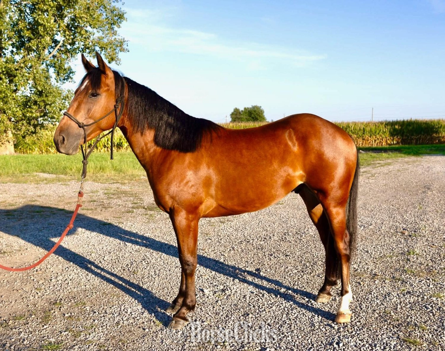 "HB REYDAY BOON" Bay Gelding Quarter Horse