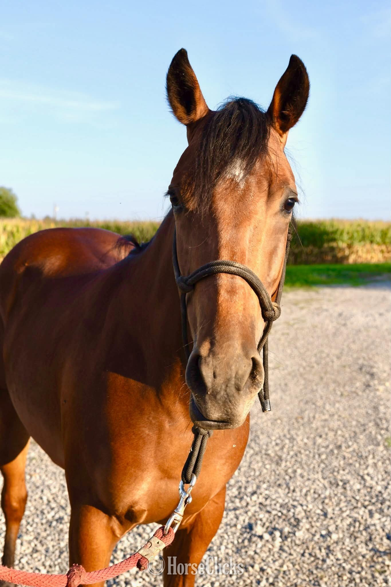 Texas "HB REYDAY BOON" Bay Gelding Quarter Horse