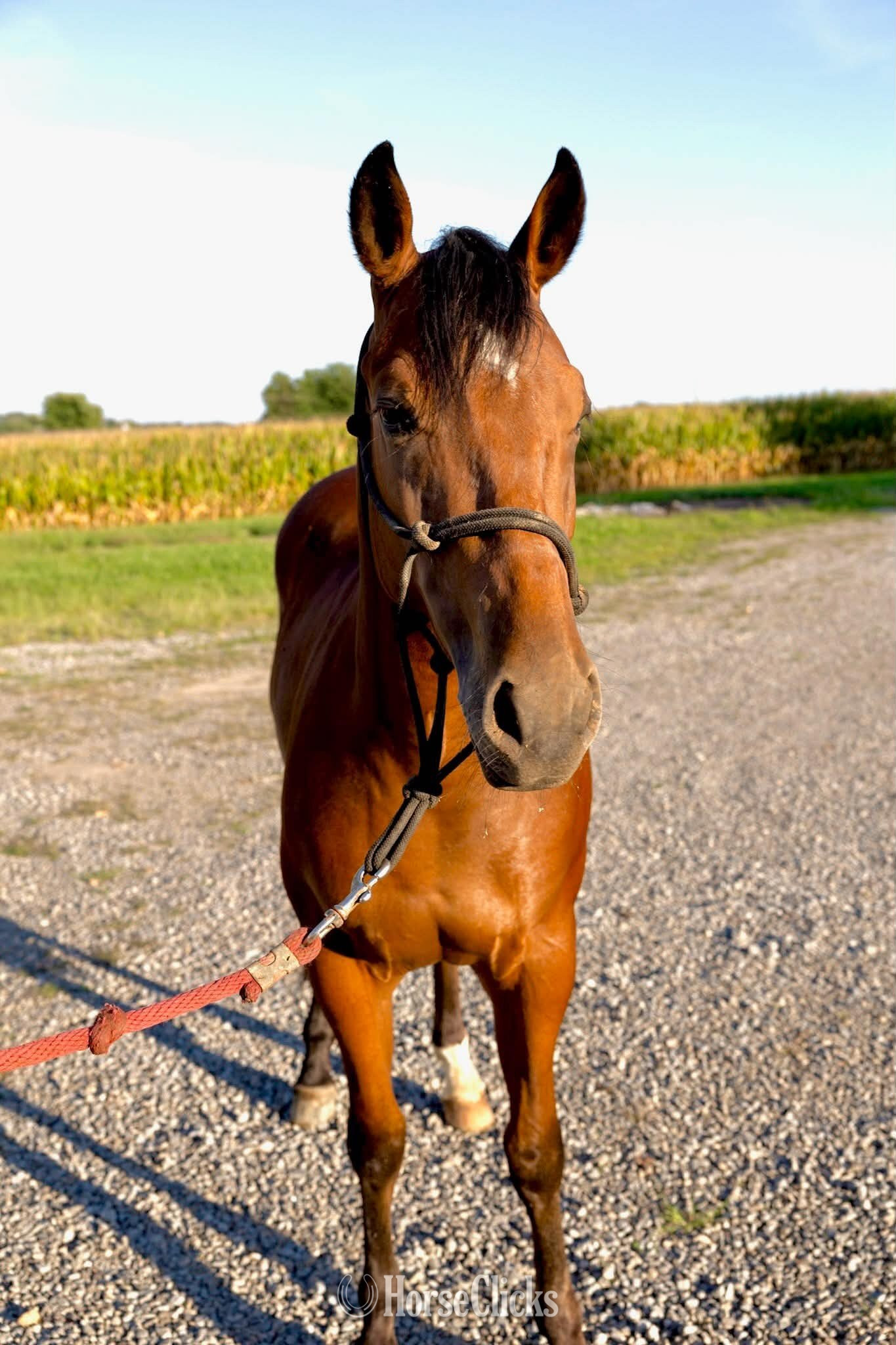 "HB REYDAY BOON" Bay Gelding Quarter Horse - Quarter Horse in Texas