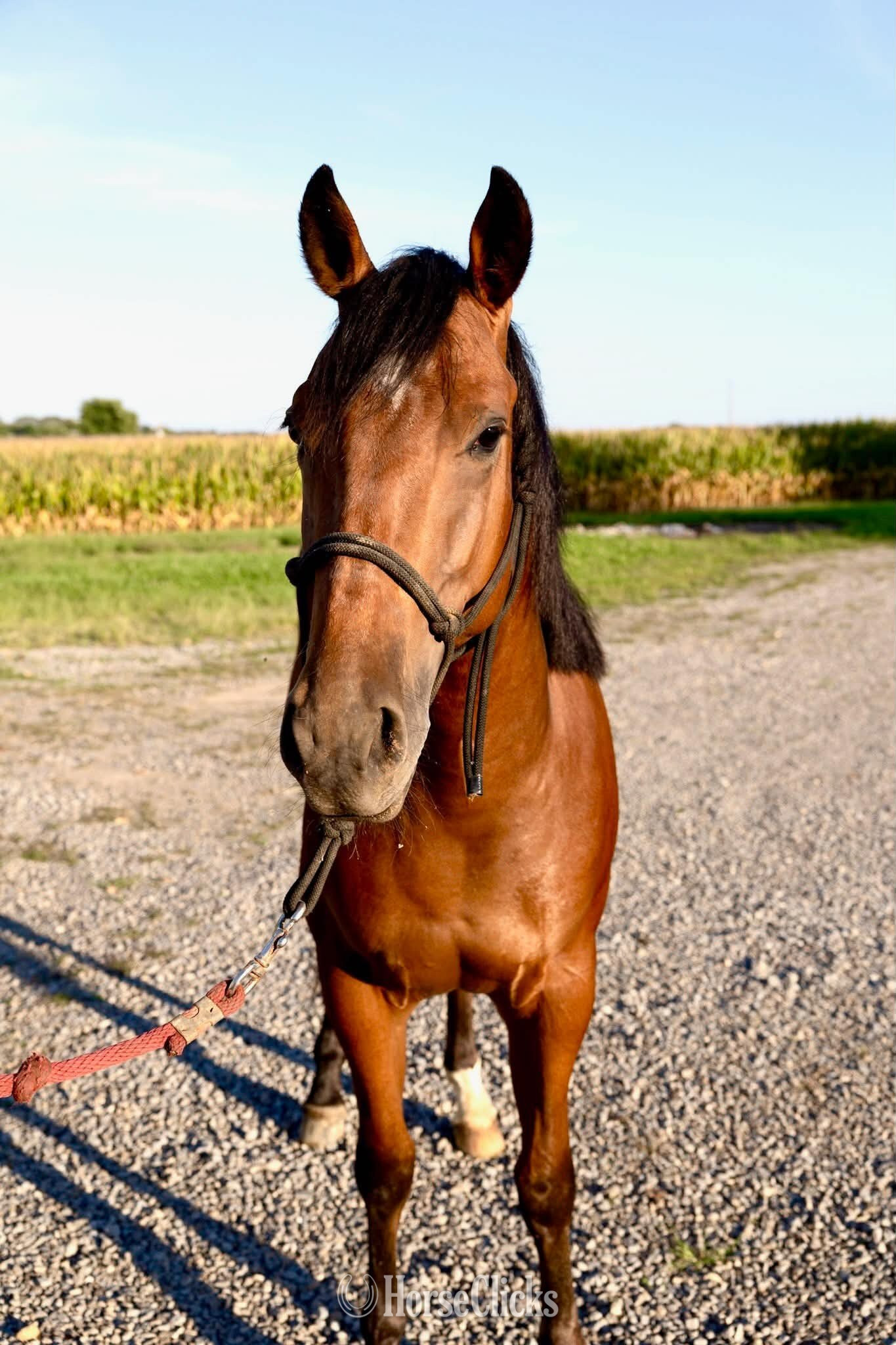 Quarter Horse - "HB REYDAY BOON" Bay Gelding Quarter Horse