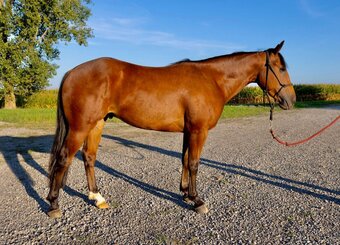 "HB REYDAY BOON" Bay Gelding Quarter Horse