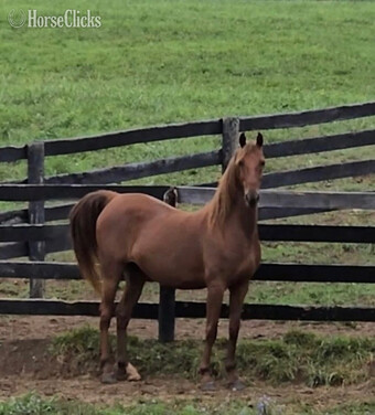 "Mazi Grace" Chestnut Mare American Saddlebred
