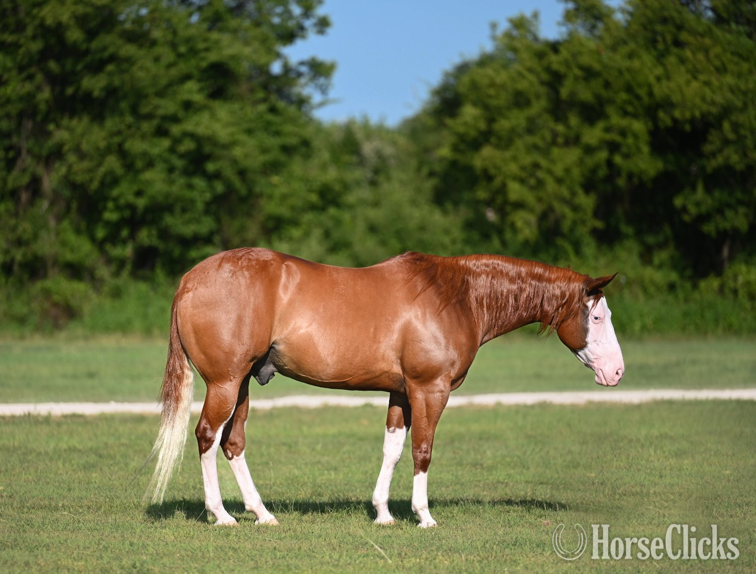 "Trashy" Sorrel Gelding Quarter Horse in Texas