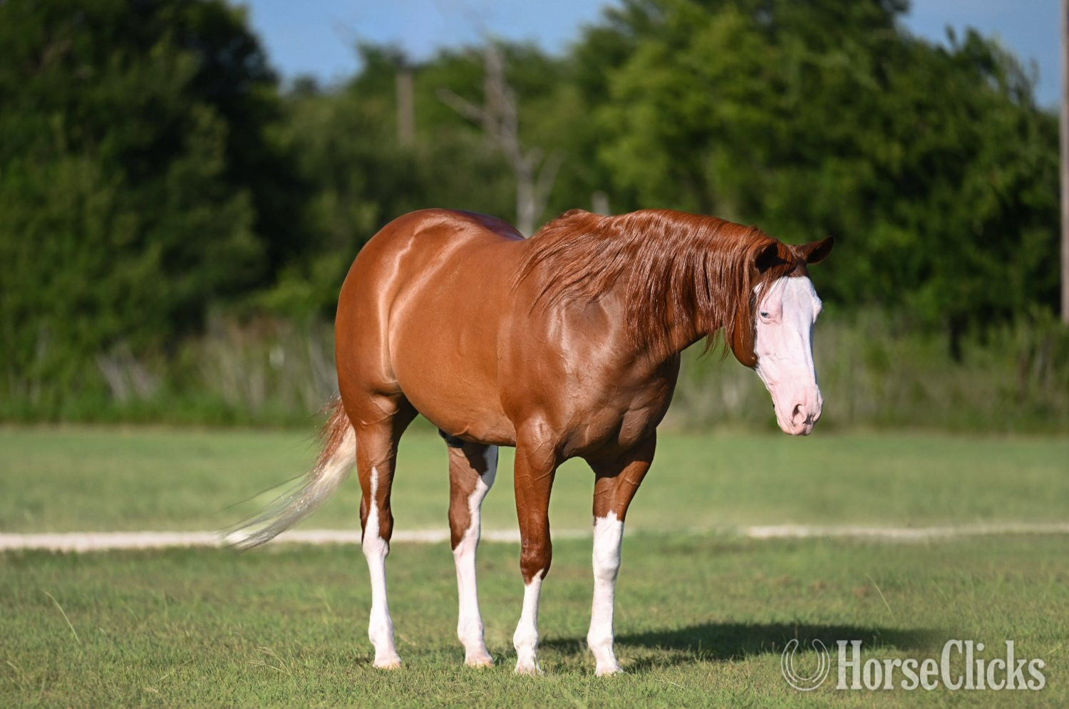 "Trashy" Sorrel Gelding Quarter Horse