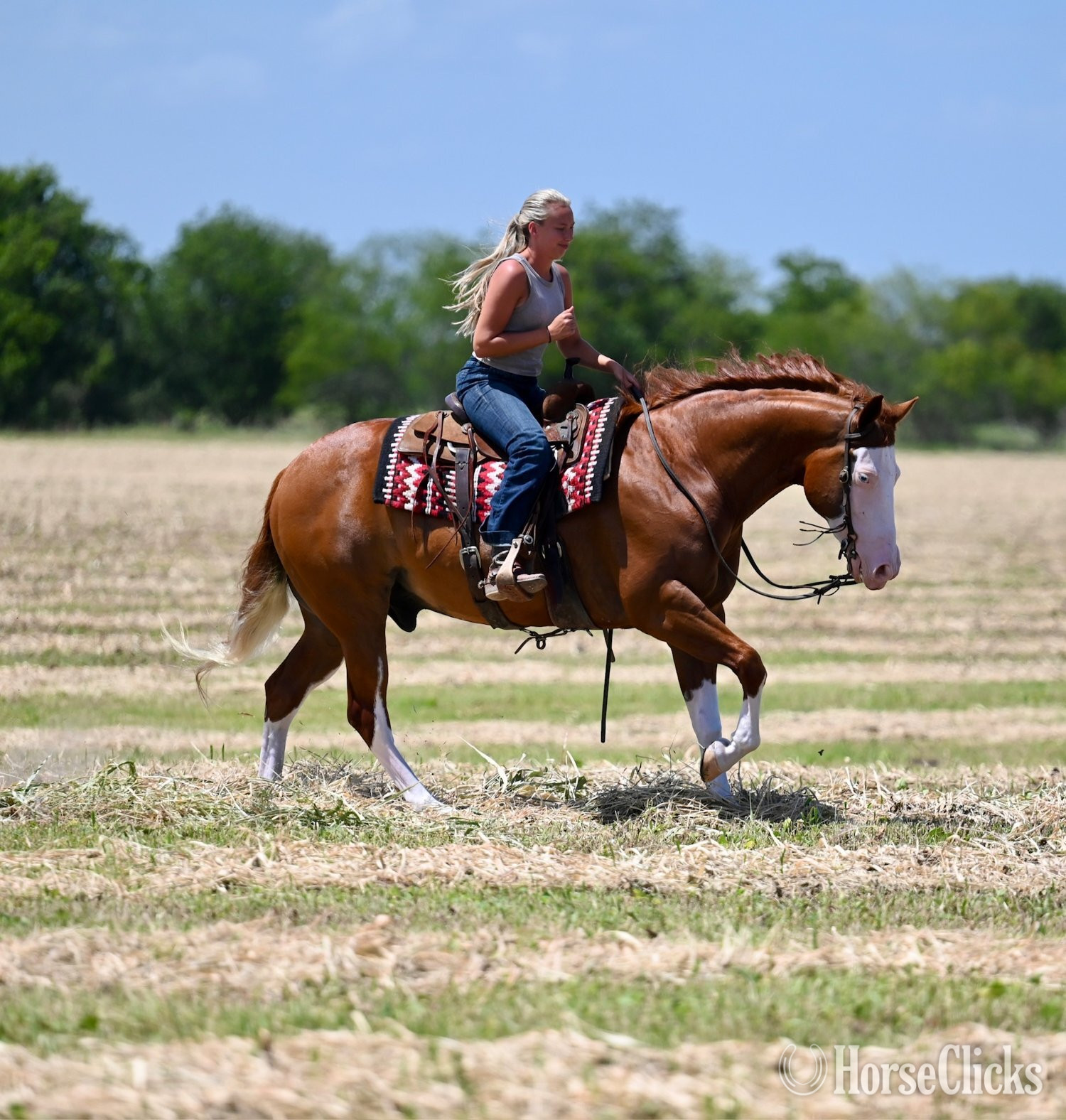 Texas "Trashy" Sorrel Gelding Quarter Horse
