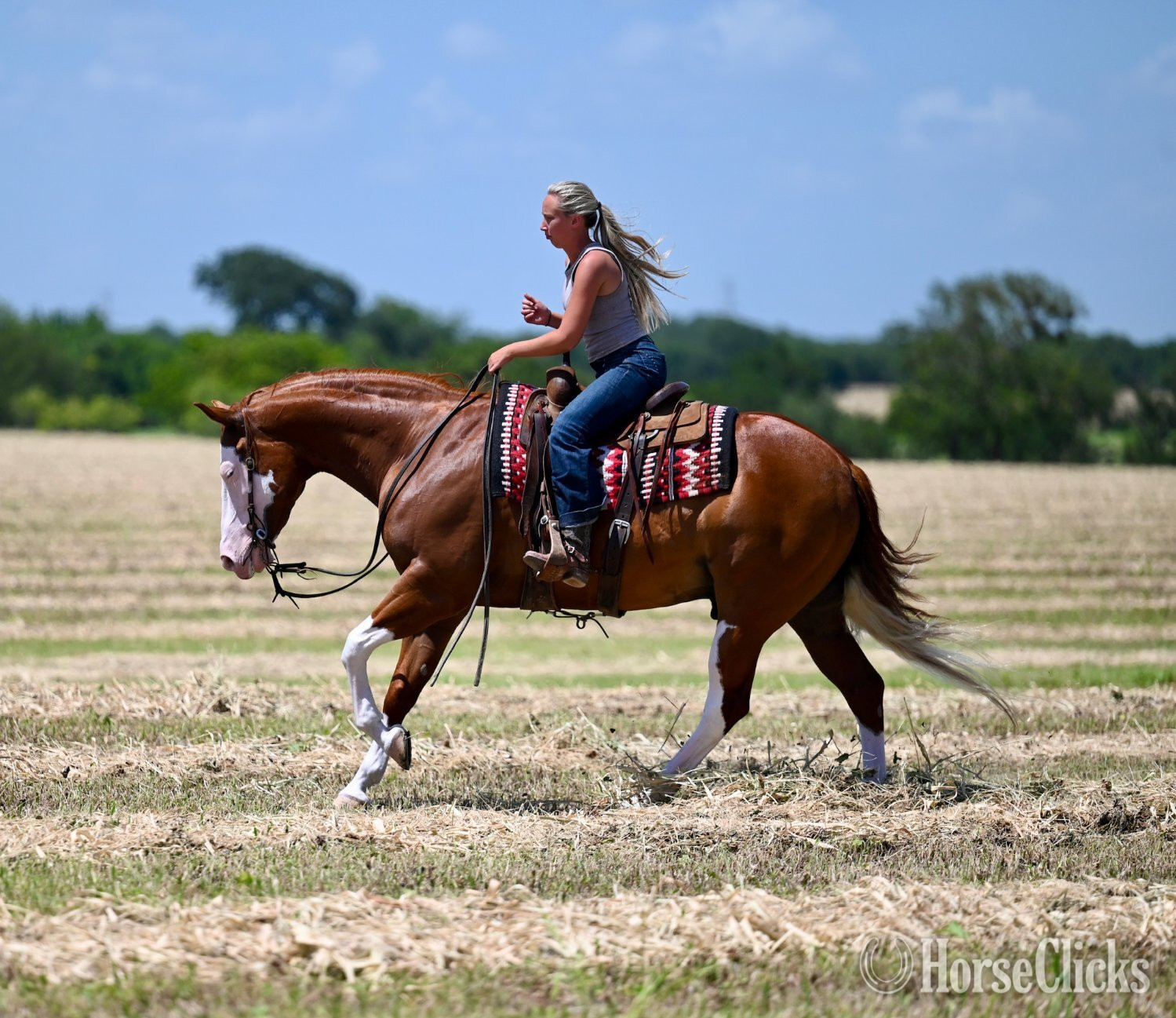 "Trashy" Sorrel Gelding Quarter Horse - Quarter Horse in Texas