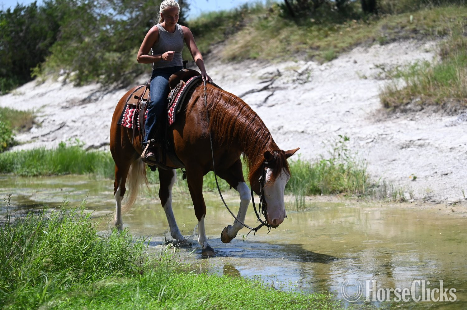 "Trashy" Sorrel Gelding Quarter Horse - Quarter Horse