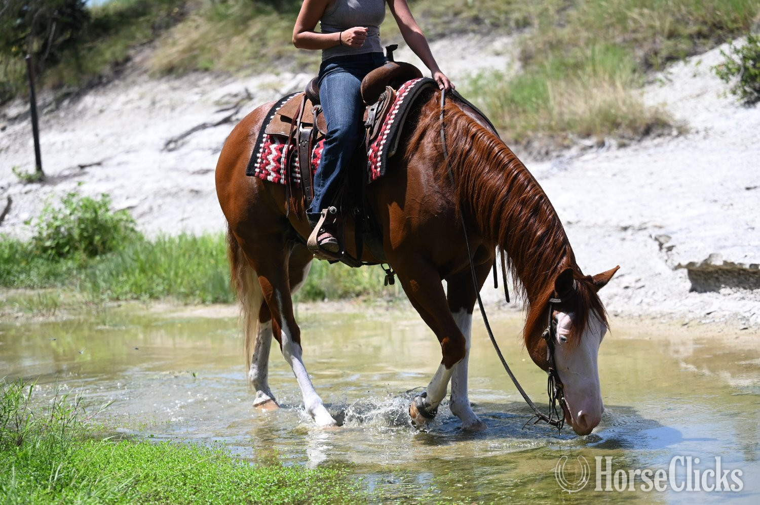 "Trashy" Sorrel Gelding Quarter Horse Texas