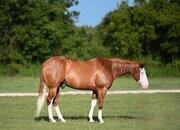 "Trashy" Sorrel Gelding Quarter Horse