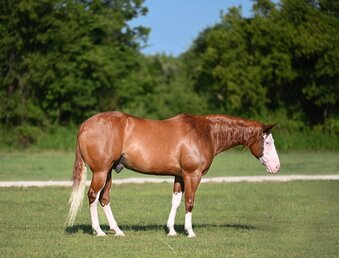 "Trashy" Sorrel Gelding Quarter Horse