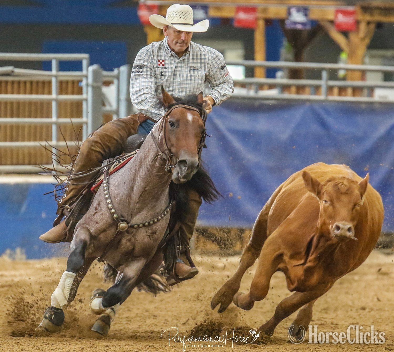 Quarter Horse - "Sann Badger by One Time Sannman" Palomino Filly Quarter Horse