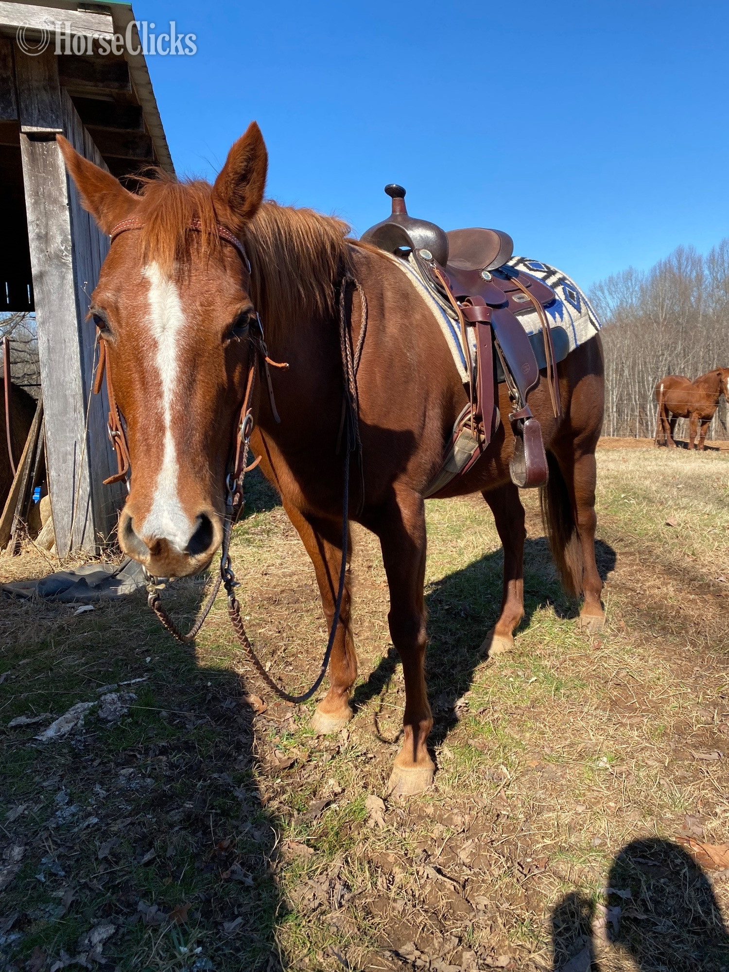"Ventures classy Miss/Missy" Chestnut Mare Quarter Horse in Tennessee