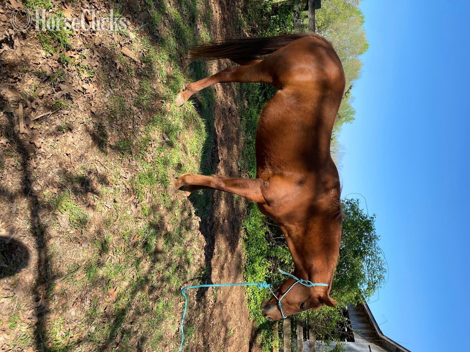 "Ventures classy Miss/Missy" Chestnut Mare Quarter Horse