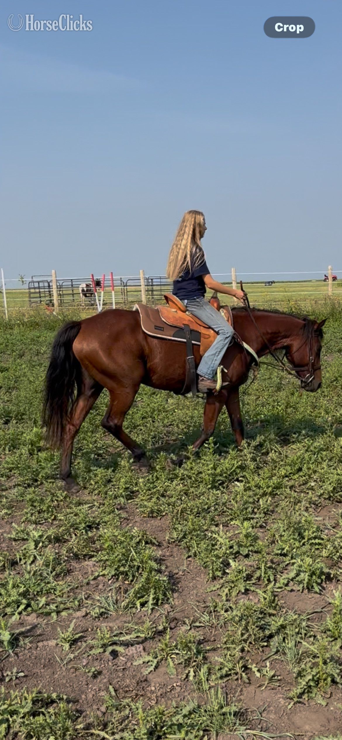 "Lady" Bay Mare Other Breed in North Dakota