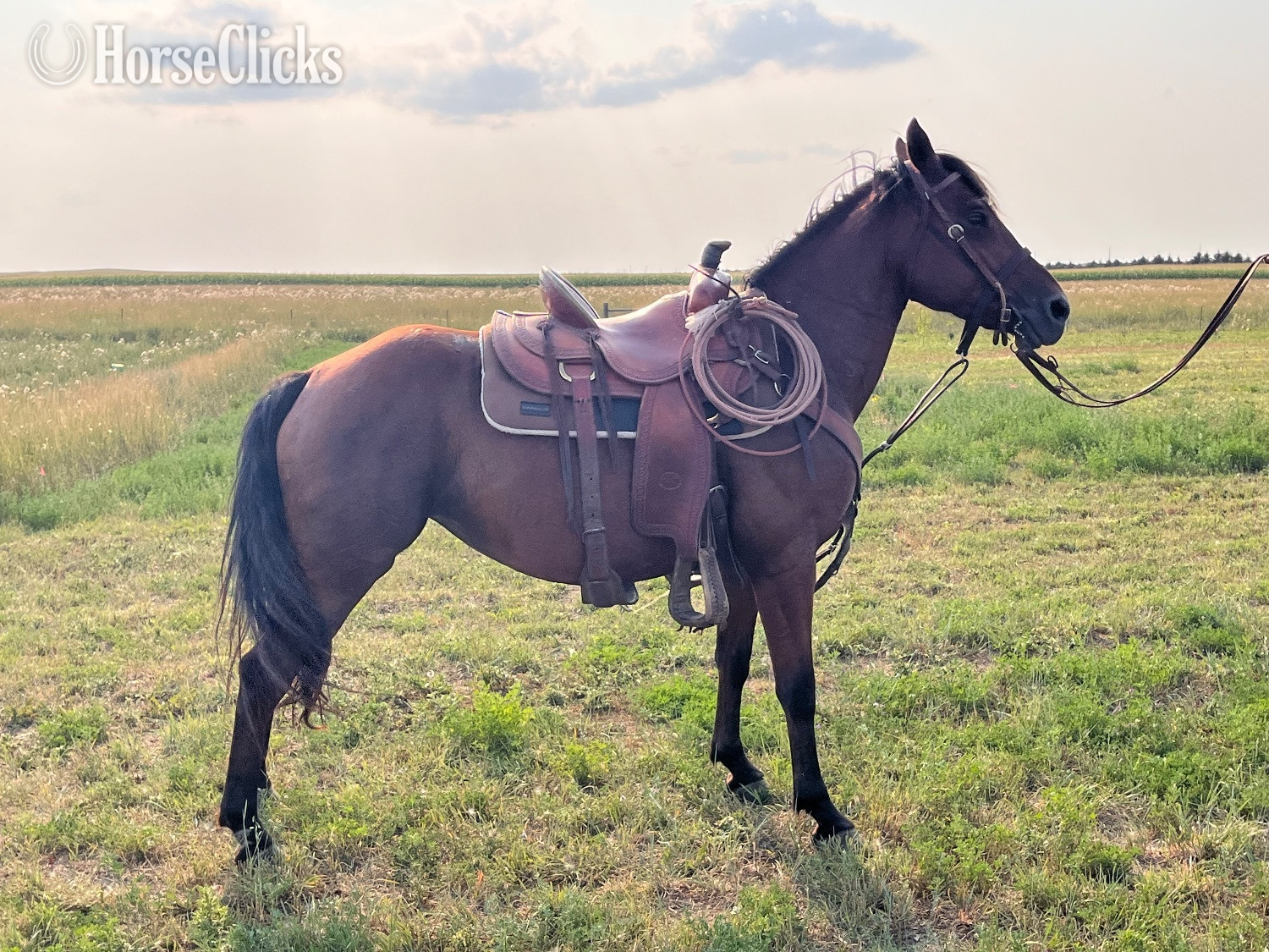 "Lady" Bay Mare Other Breed