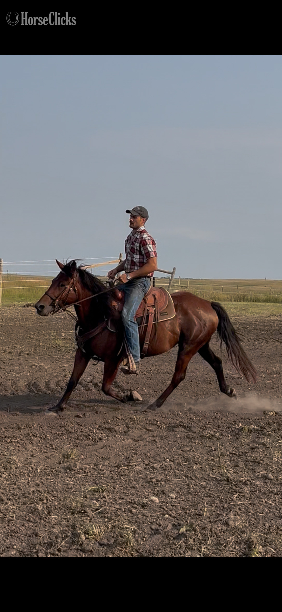 "Lady" Bay Mare Other Breed - Other Breed in North Dakota