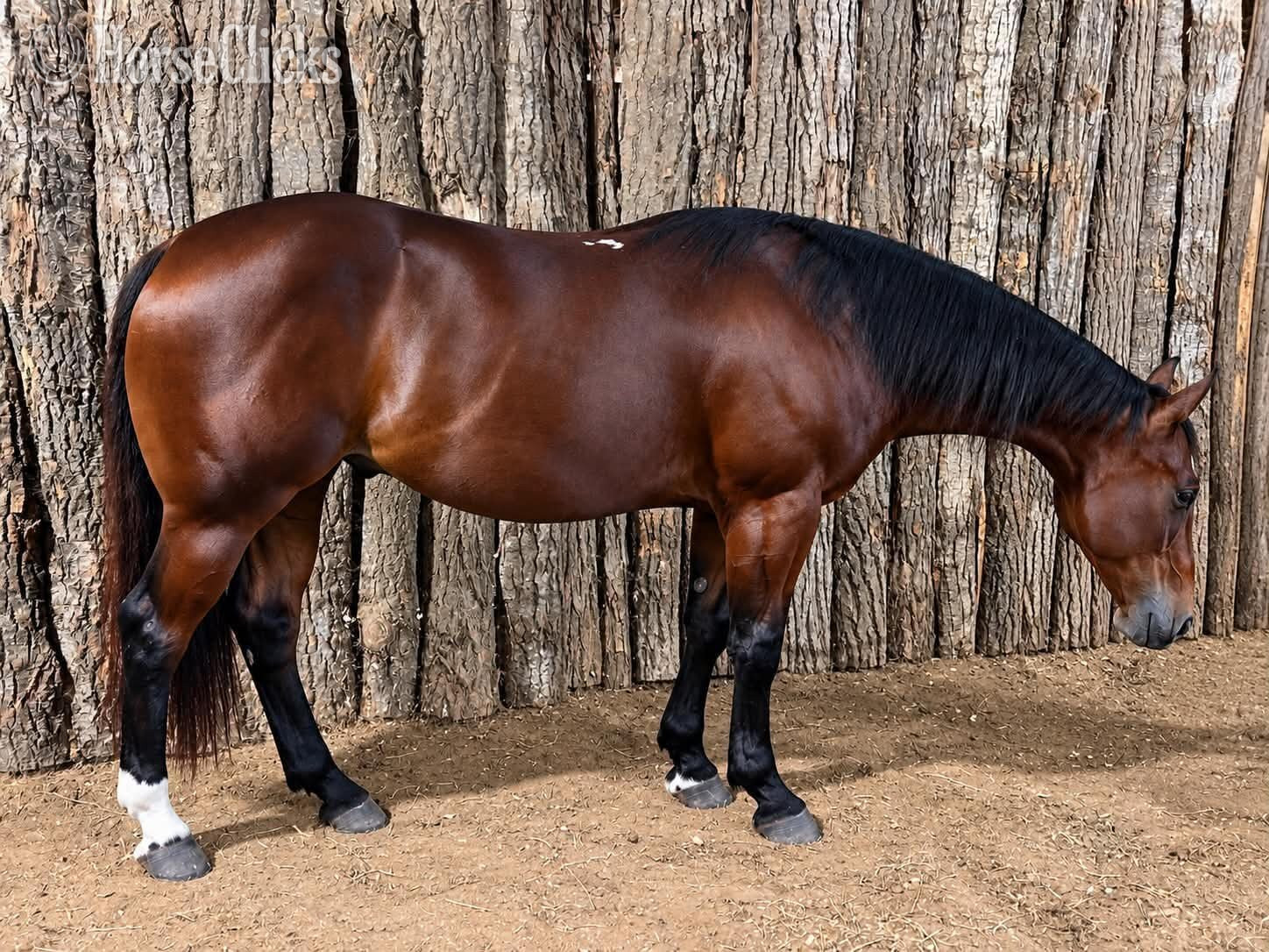 "BROWNIE" Bay Gelding Quarter Horse