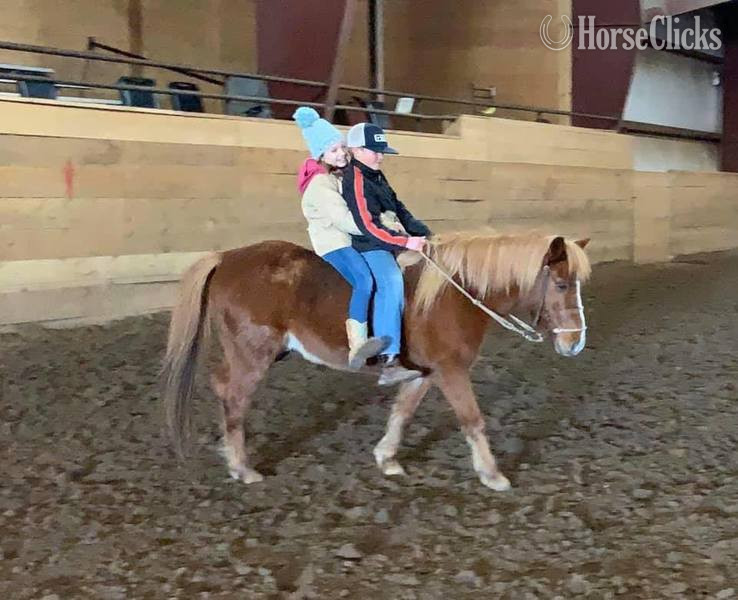 "Jimmy" Sorrel Gelding Quarter Horse in Texas