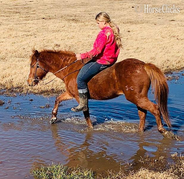 "Jimmy" Sorrel Gelding Quarter Horse