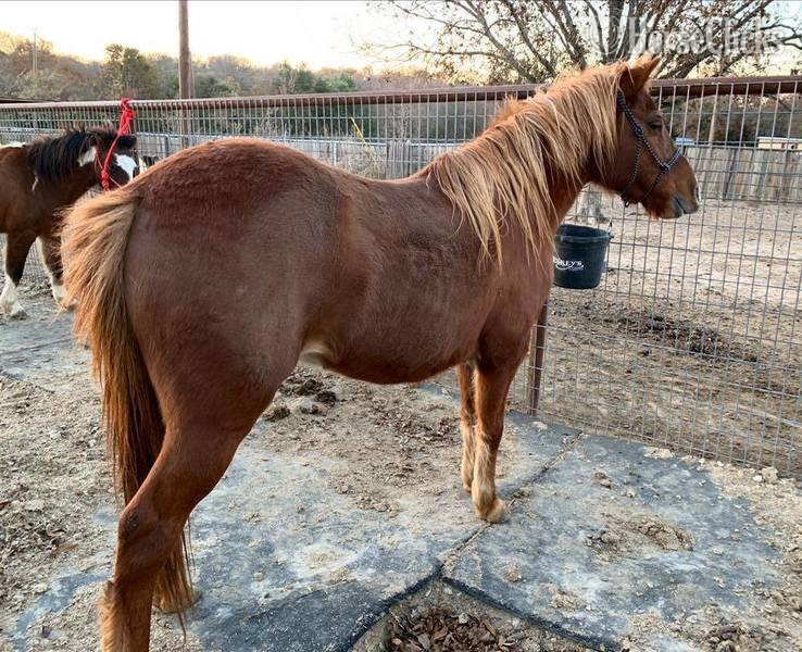 Texas "Jimmy" Sorrel Gelding Quarter Horse
