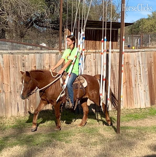 "Jimmy" Sorrel Gelding Quarter Horse - Quarter Horse in Texas