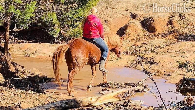 "Jimmy" Sorrel Gelding Quarter Horse - Quarter Horse