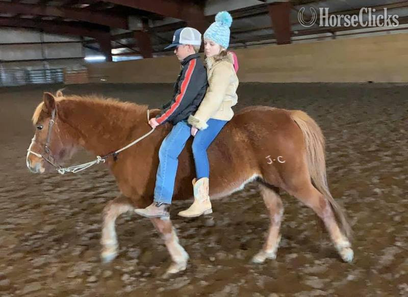 Quarter Horse - "Jimmy" Sorrel Gelding Quarter Horse