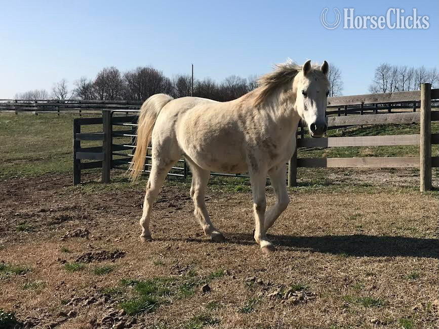 "SWF Fantasia" Grey Mare Arabian