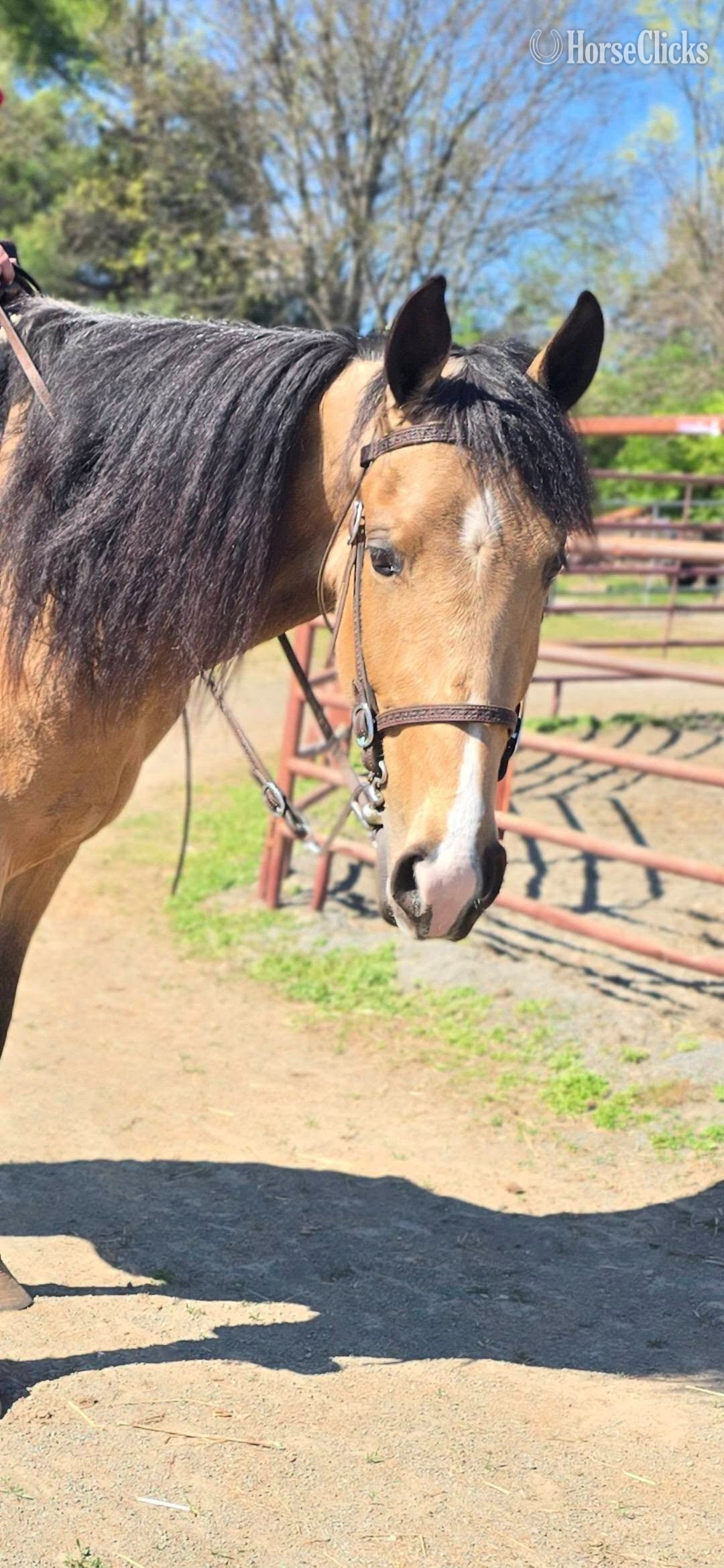 "She Loves Jazz" Buckskin Mare Tennessee Walker in Virginia