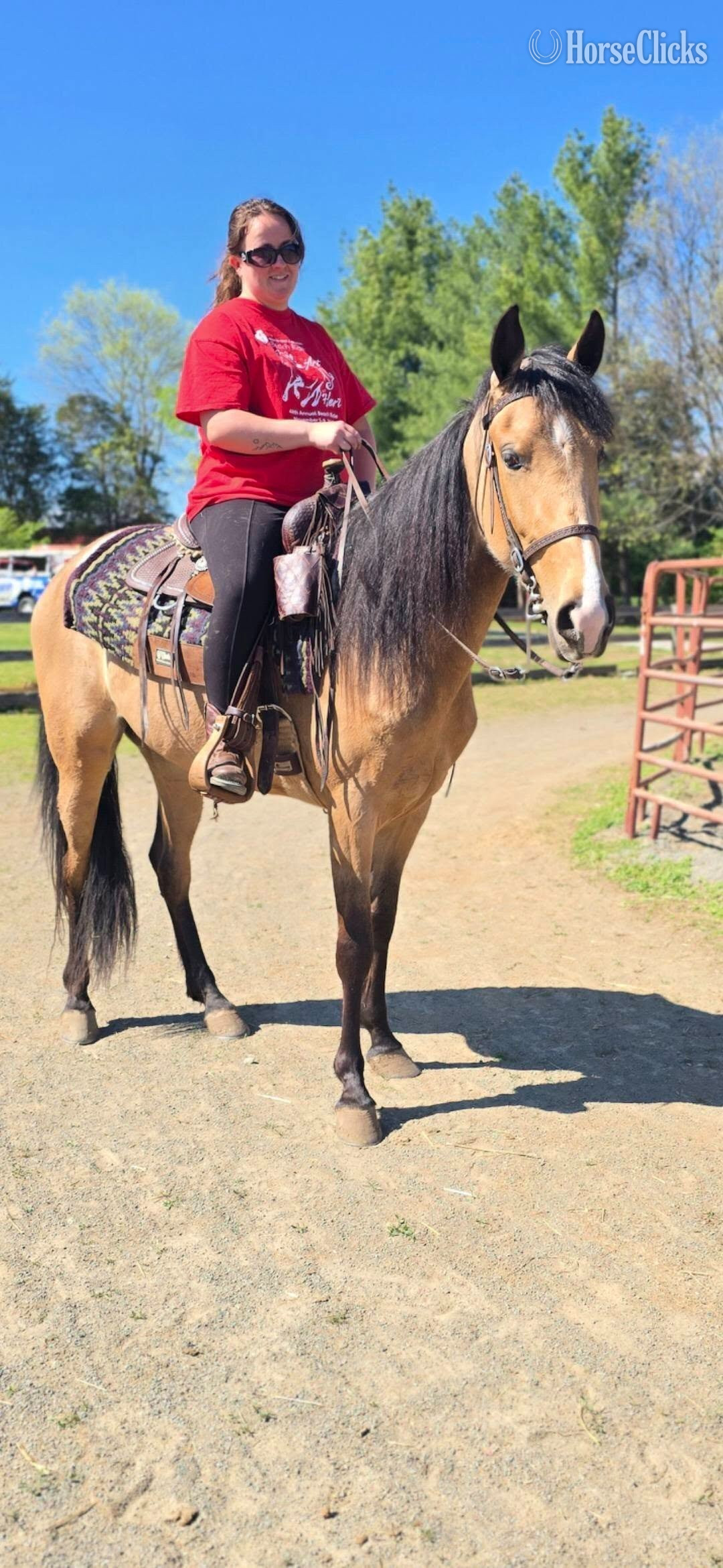 "She Loves Jazz" Buckskin Mare Tennessee Walker