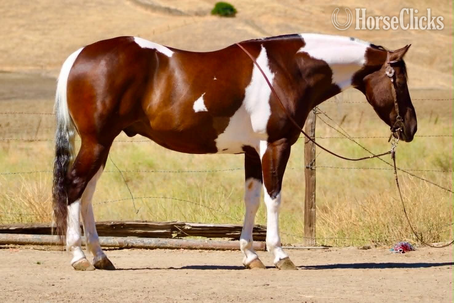 "805 COWBOY" Tabiano Gelding Paint