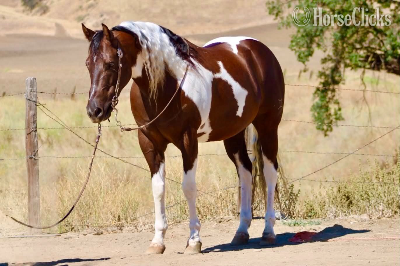 "805 COWBOY" Tabiano Gelding Paint - Paint in California
