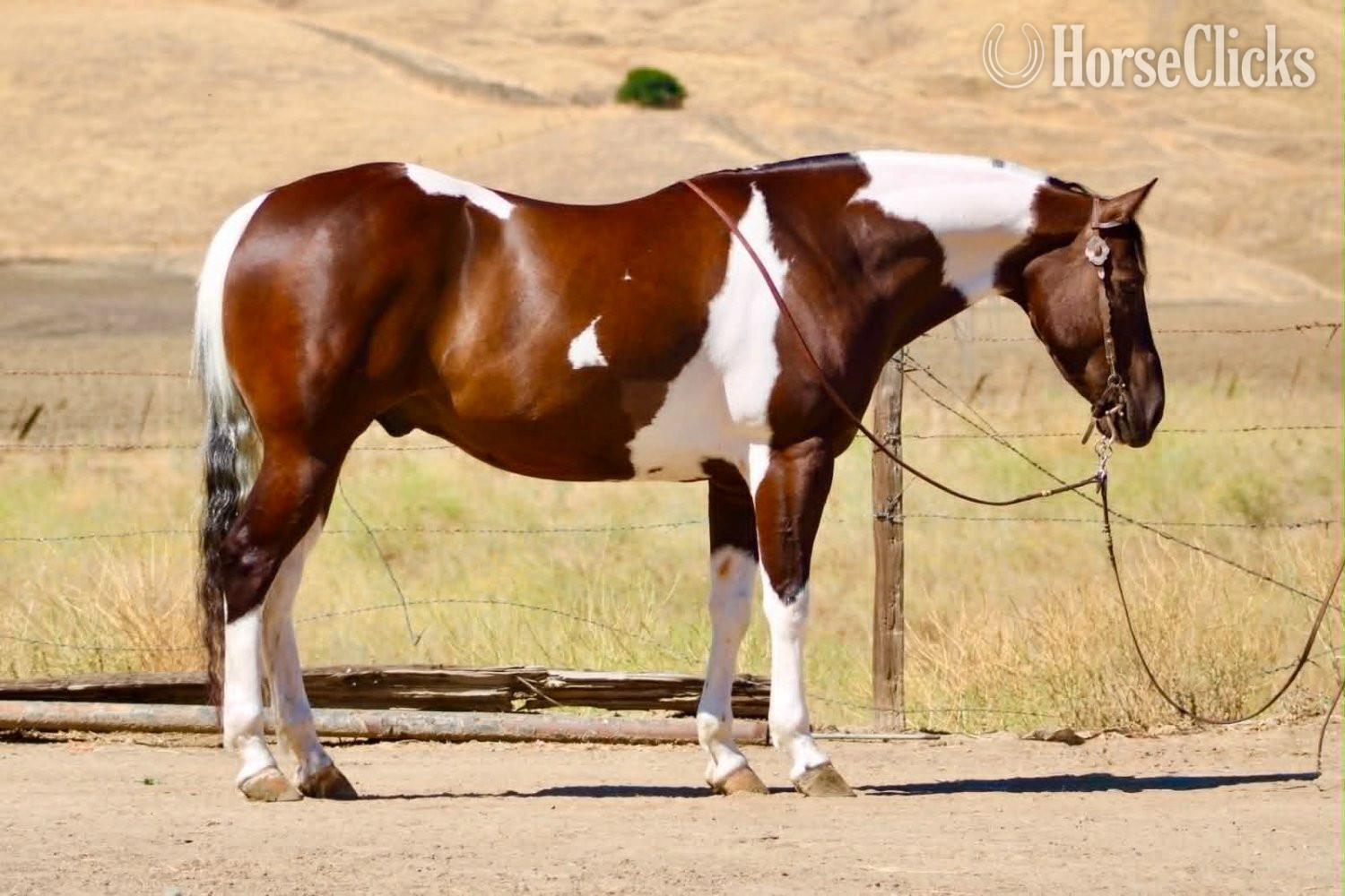 Paint - "805 COWBOY" Tabiano Gelding Paint in California