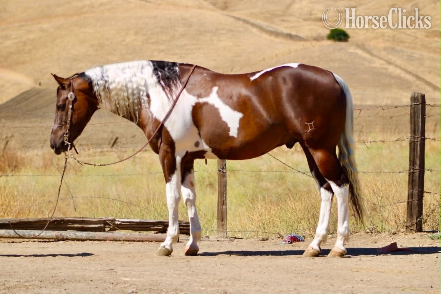 Paint - "805 COWBOY" Tabiano Gelding Paint