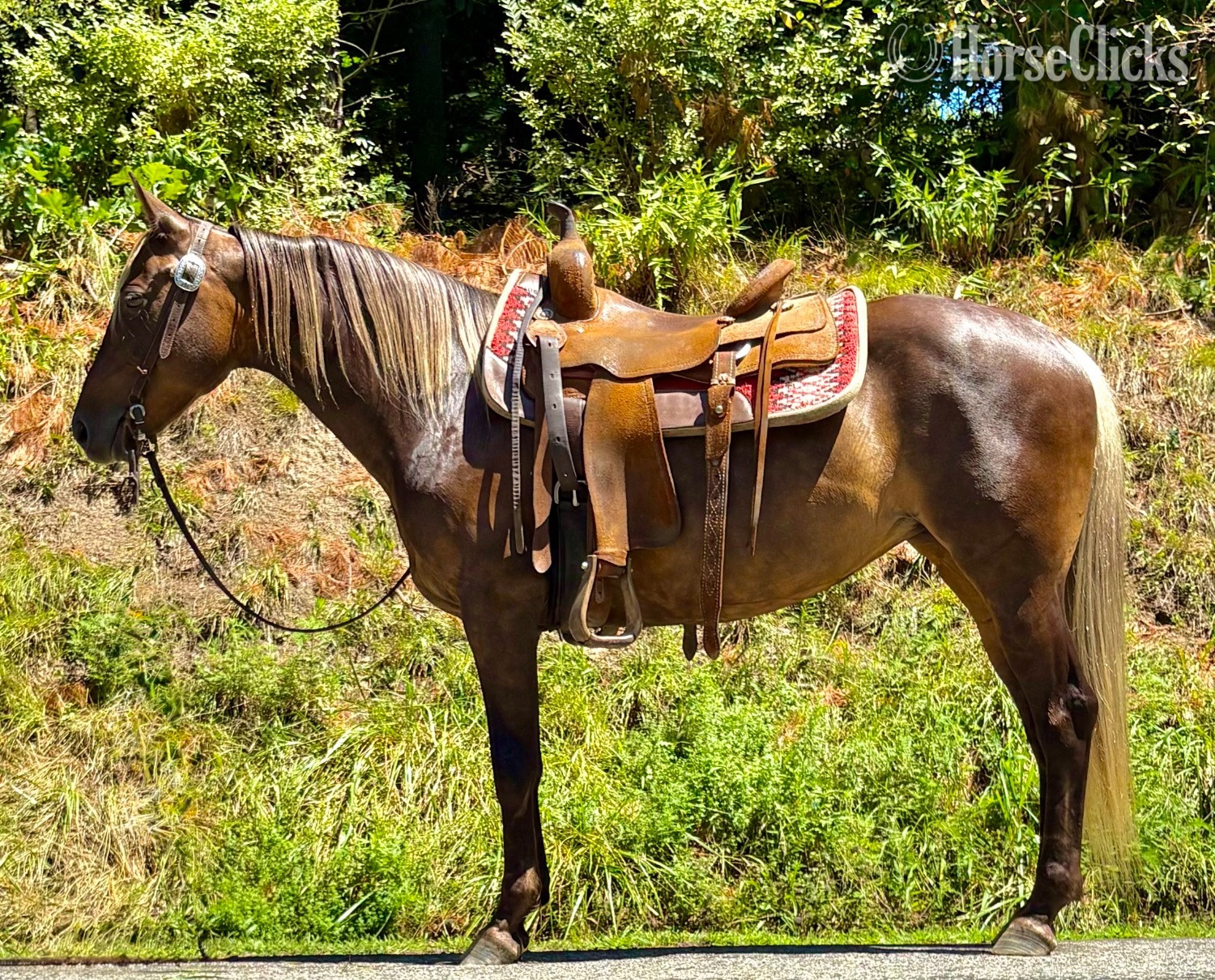 "Ellie" Chocolate Mare Quarter Horse in Ohio