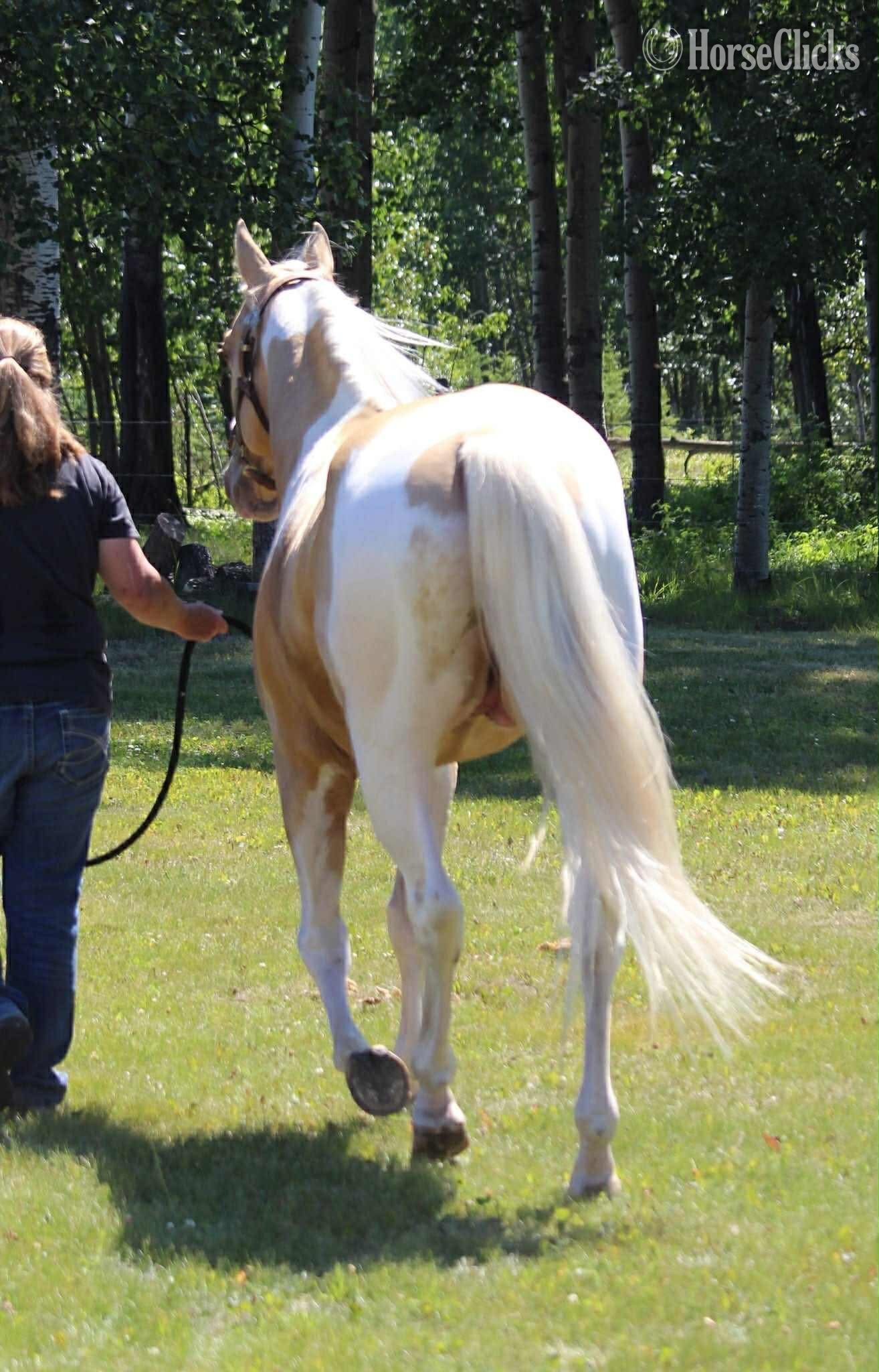  "On a Kizzin Streke" Champagne Gelding Paint