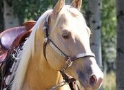 "On a Kizzin Streke" Champagne Gelding Paint