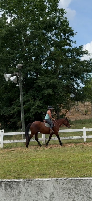 "Layla" Bay Mare Mustang