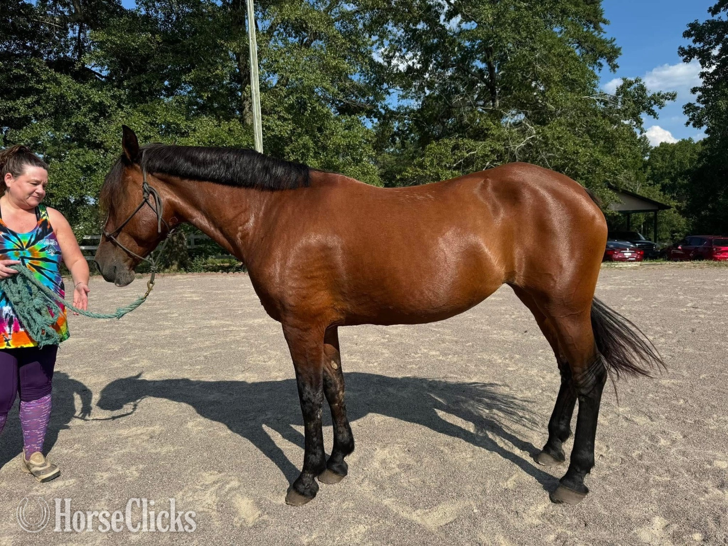"Layla" Bay Mare Mustang