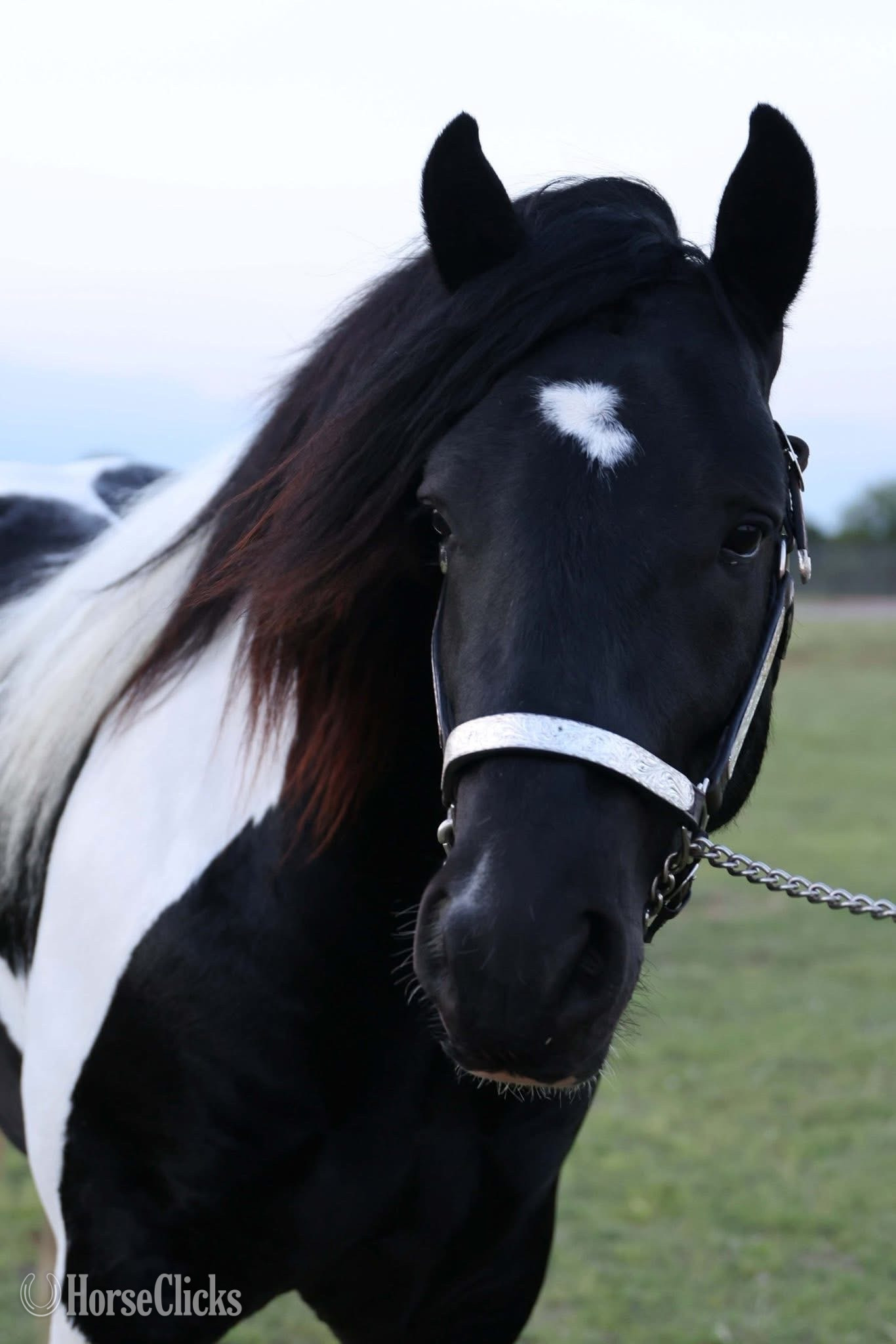 "CRV RIO" Piebald Stallion Gypsy Vanner in Oklahoma