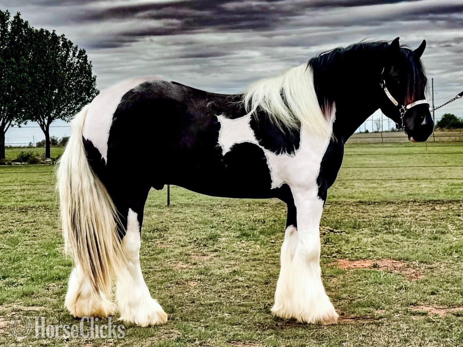 "CRV RIO" Piebald Stallion Gypsy Vanner
