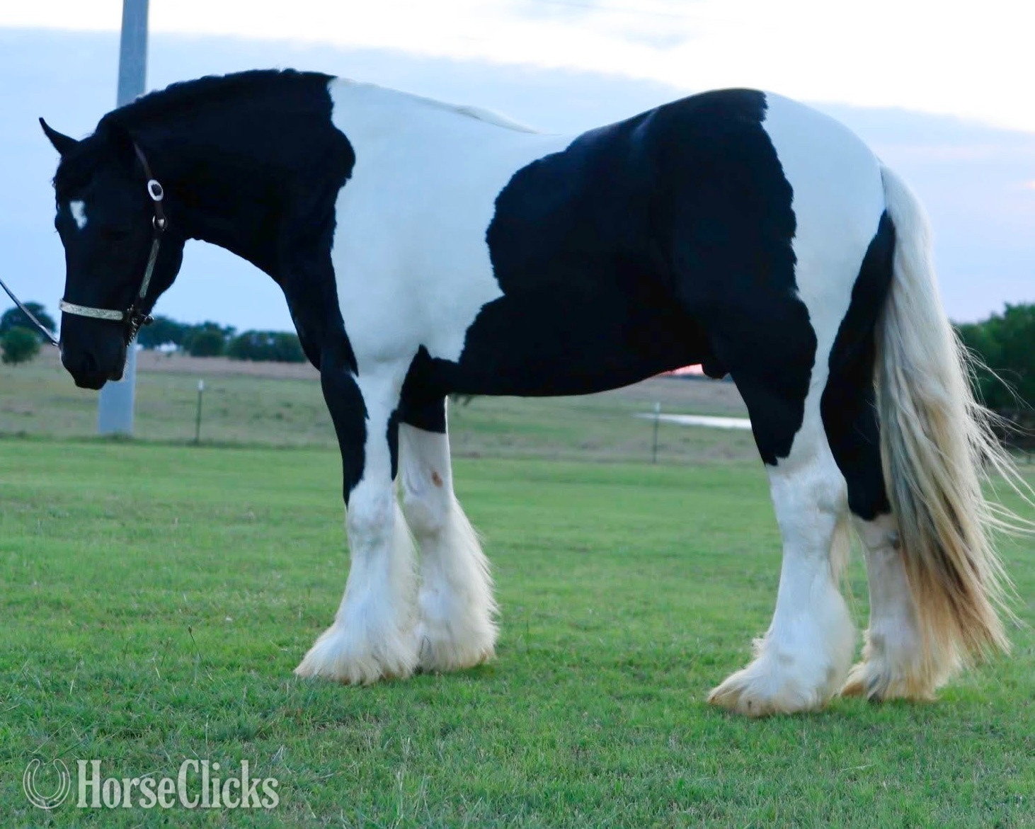 Oklahoma "CRV RIO" Piebald Stallion Gypsy Vanner