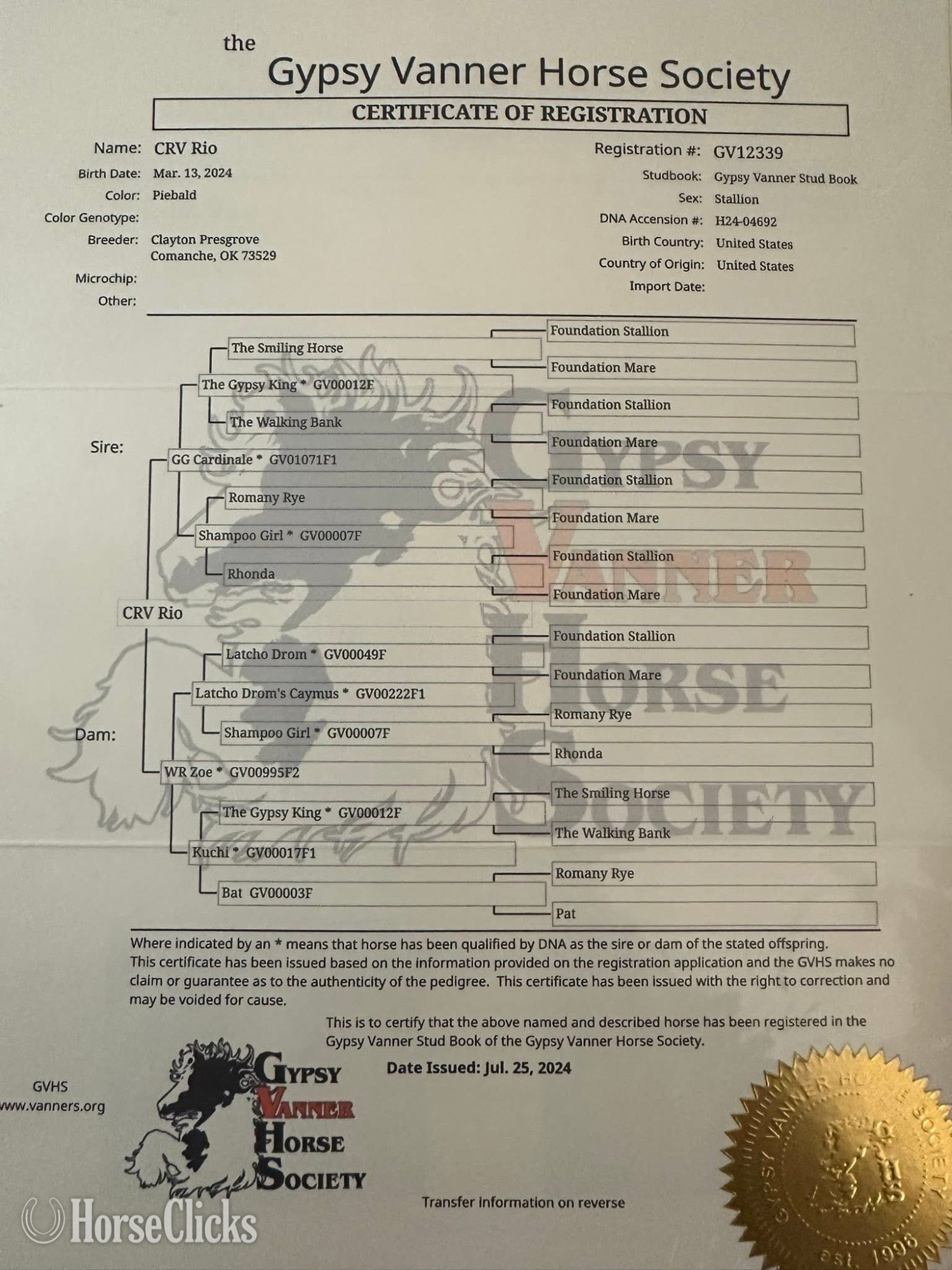 "CRV RIO" Piebald Stallion Gypsy Vanner - Gypsy Vanner in Oklahoma