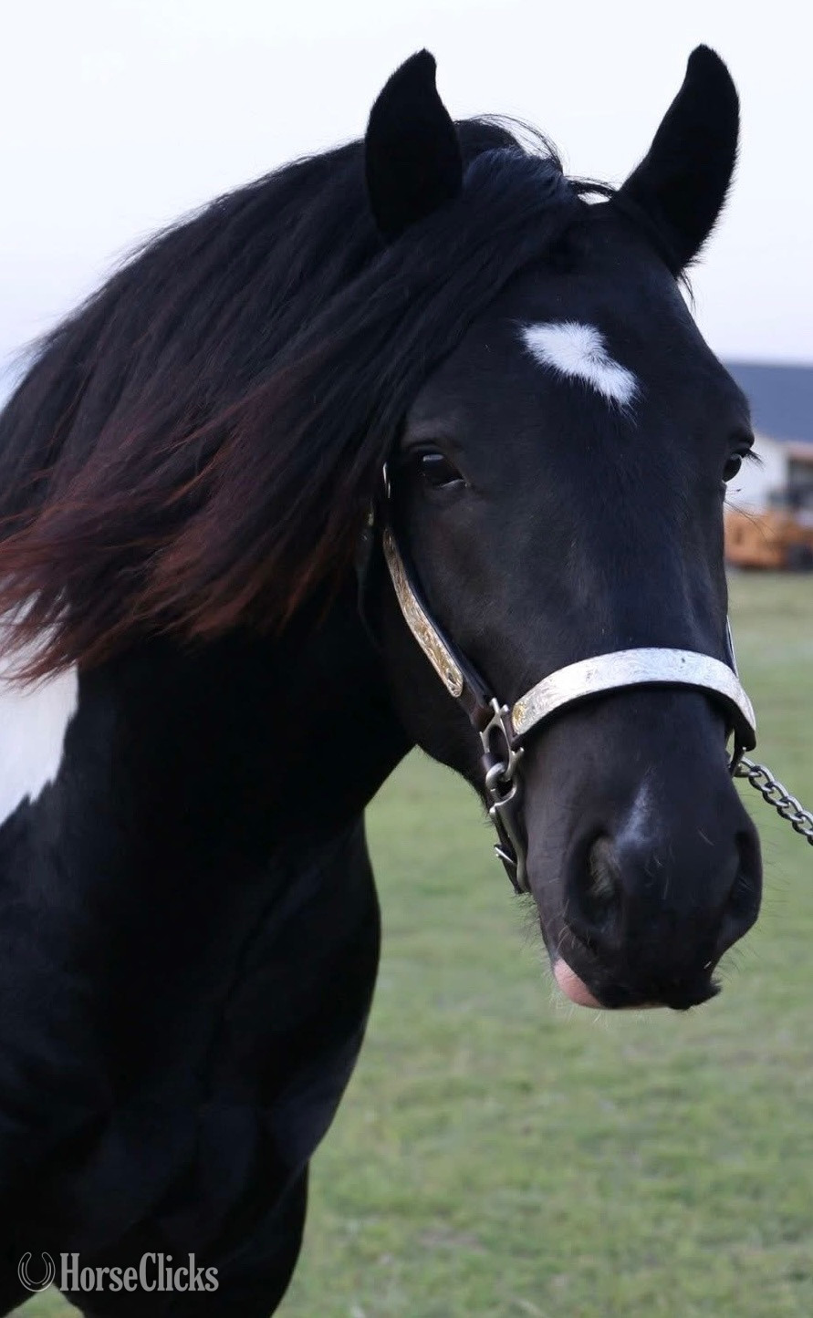 "CRV RIO" Piebald Stallion Gypsy Vanner Oklahoma