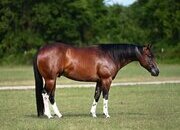 "Teaser " Bay Gelding Paint