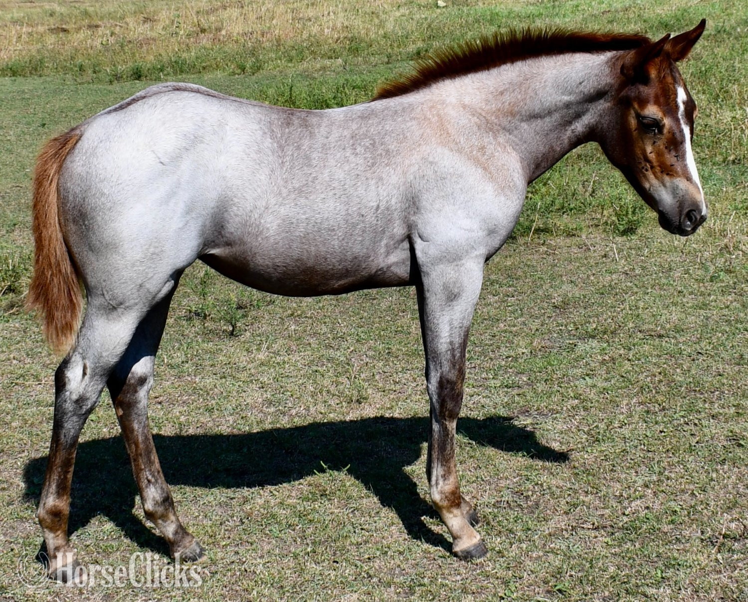 "Sizzlin Sann" Red Roan Filly Quarter Horse in Missouri