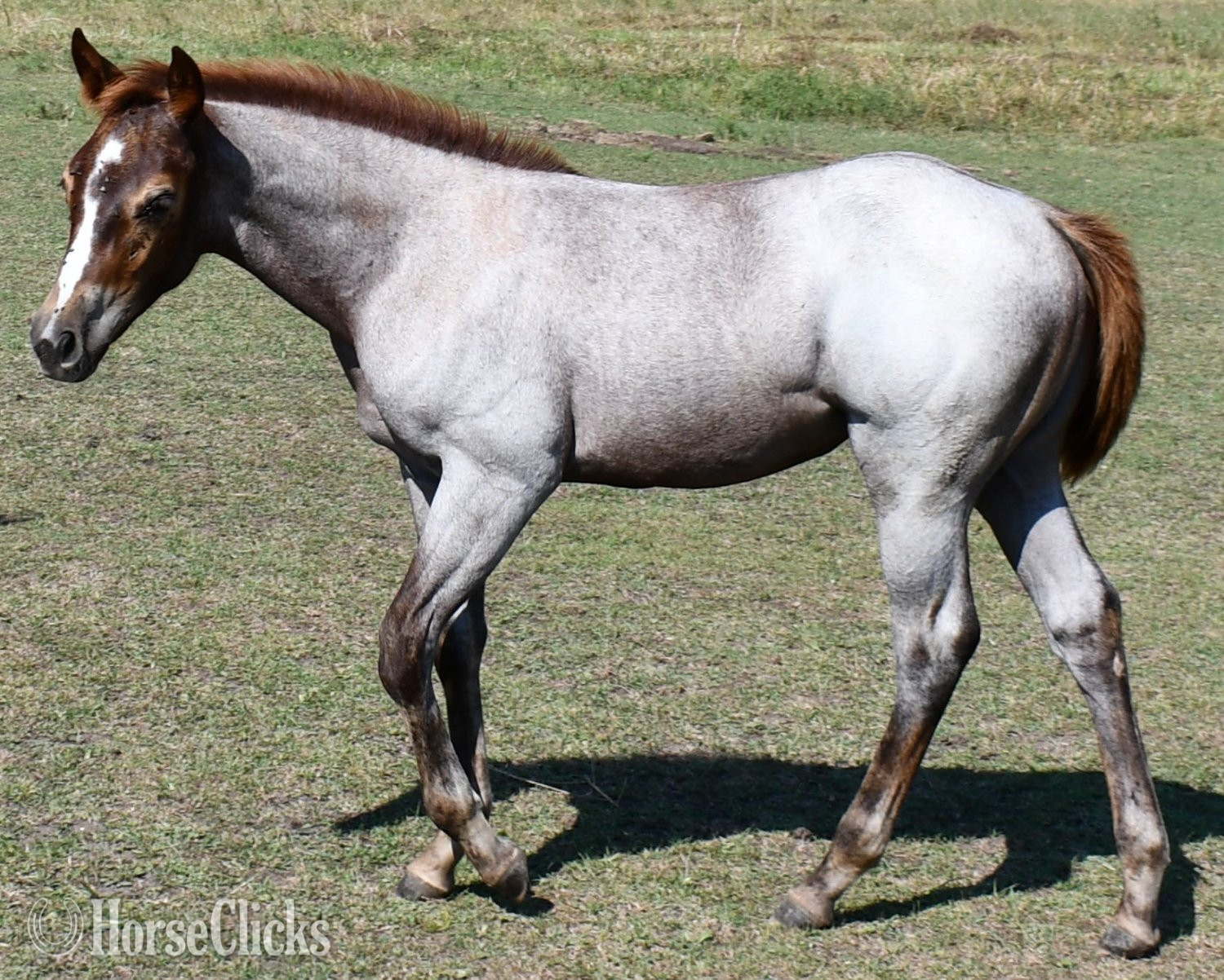"Sizzlin Sann" Red Roan Filly Quarter Horse